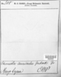 Auricularia auricula-judae image